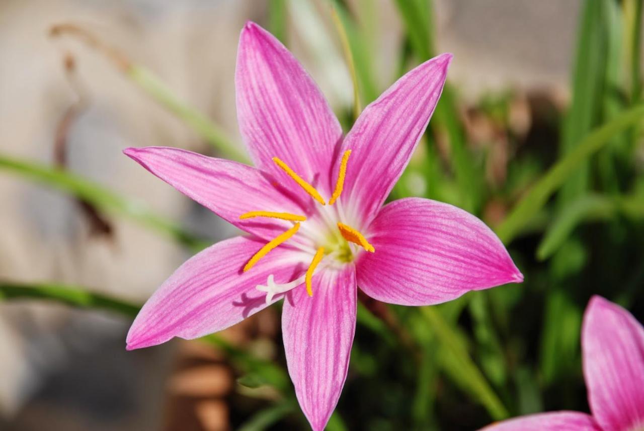 Apartamentos Lavanda ปูแอร์โตเดลาครูซ ภายนอก รูปภาพ